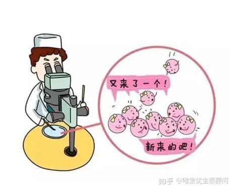 胚囊