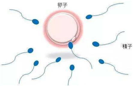 杭州试管