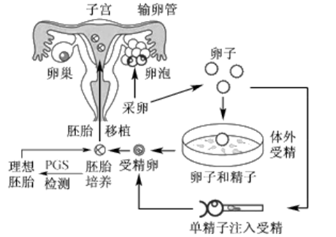 武汉不育不孕