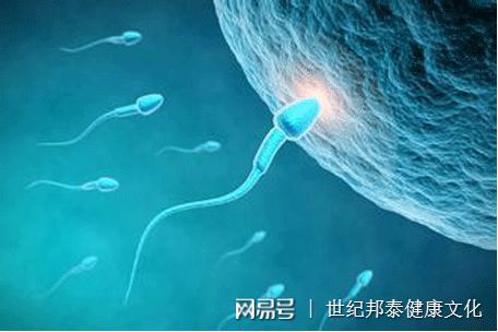 借卵试管