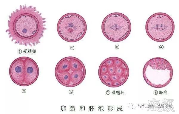 借卵试管
