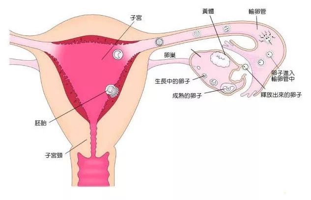 借卵生子