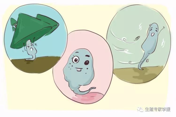 借卵移植